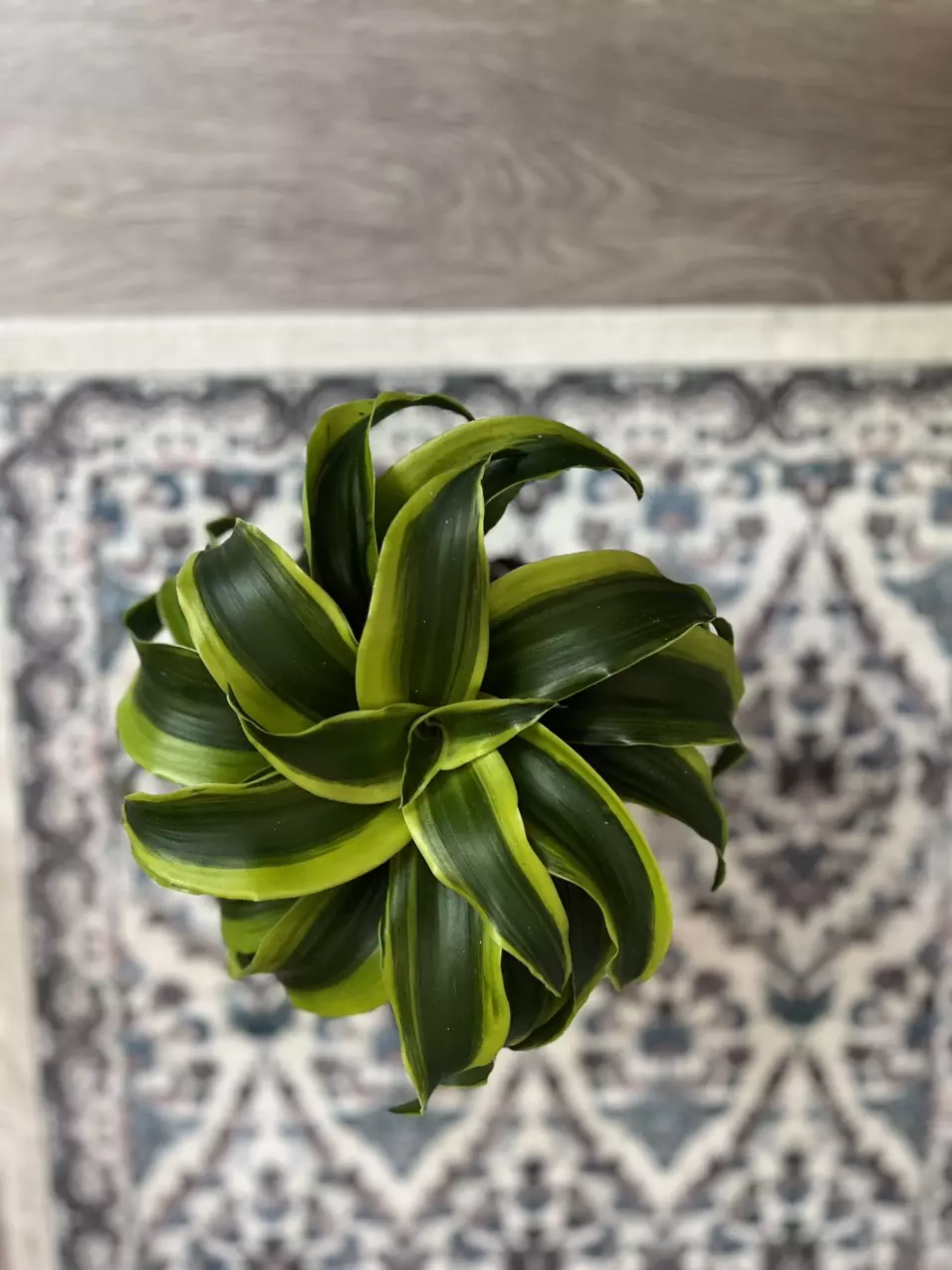 plant/4” Tornado Dracena-1