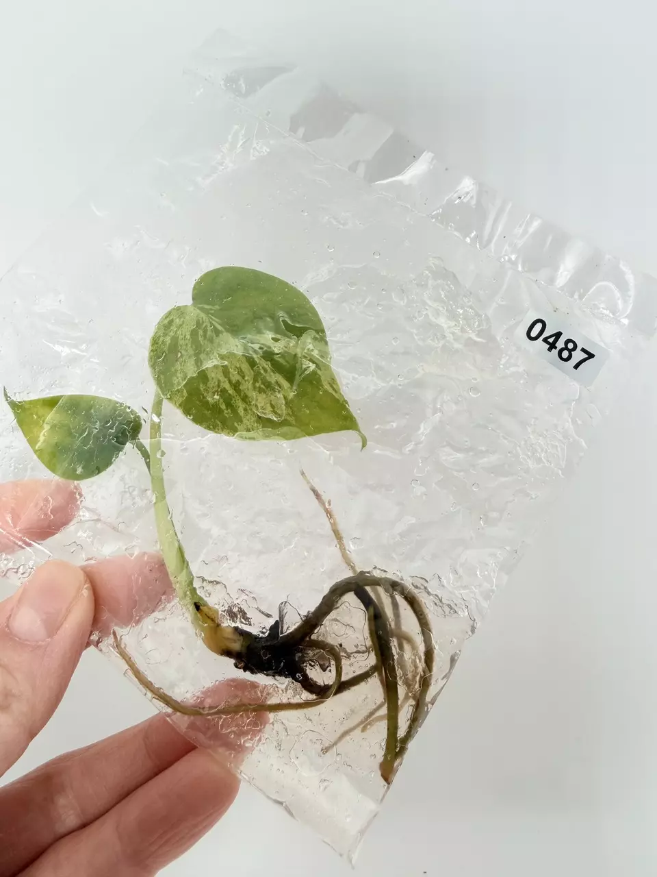 plant/TC Bulbasaur 0487-0