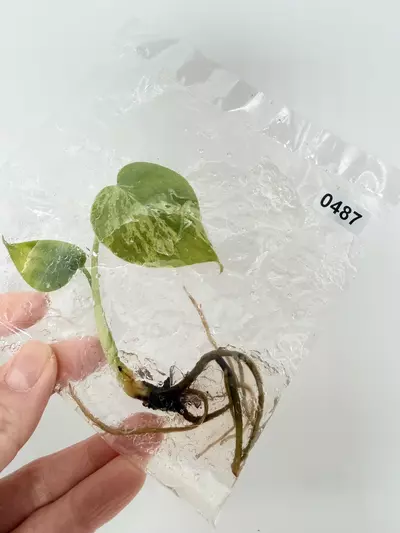 plant/TC Bulbasaur 0487-0-thumbnail