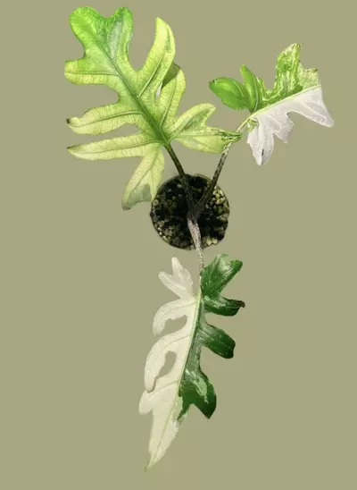 plant/Corm B - Albo Variegated Alocasia Brancifolia-1-thumbnail