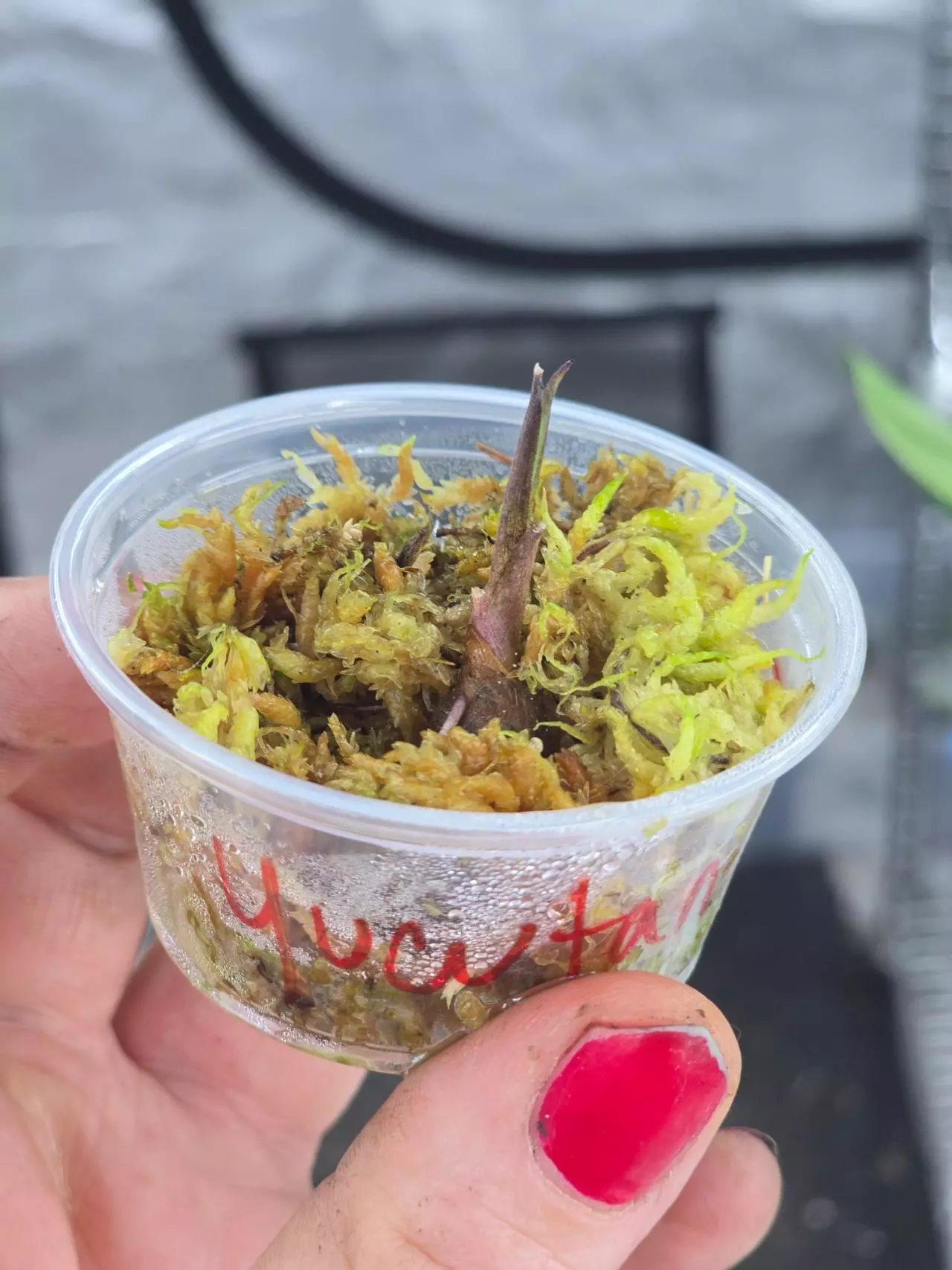 plant/Alocasia Yucutan Princess Tricolor sprouting corm-0