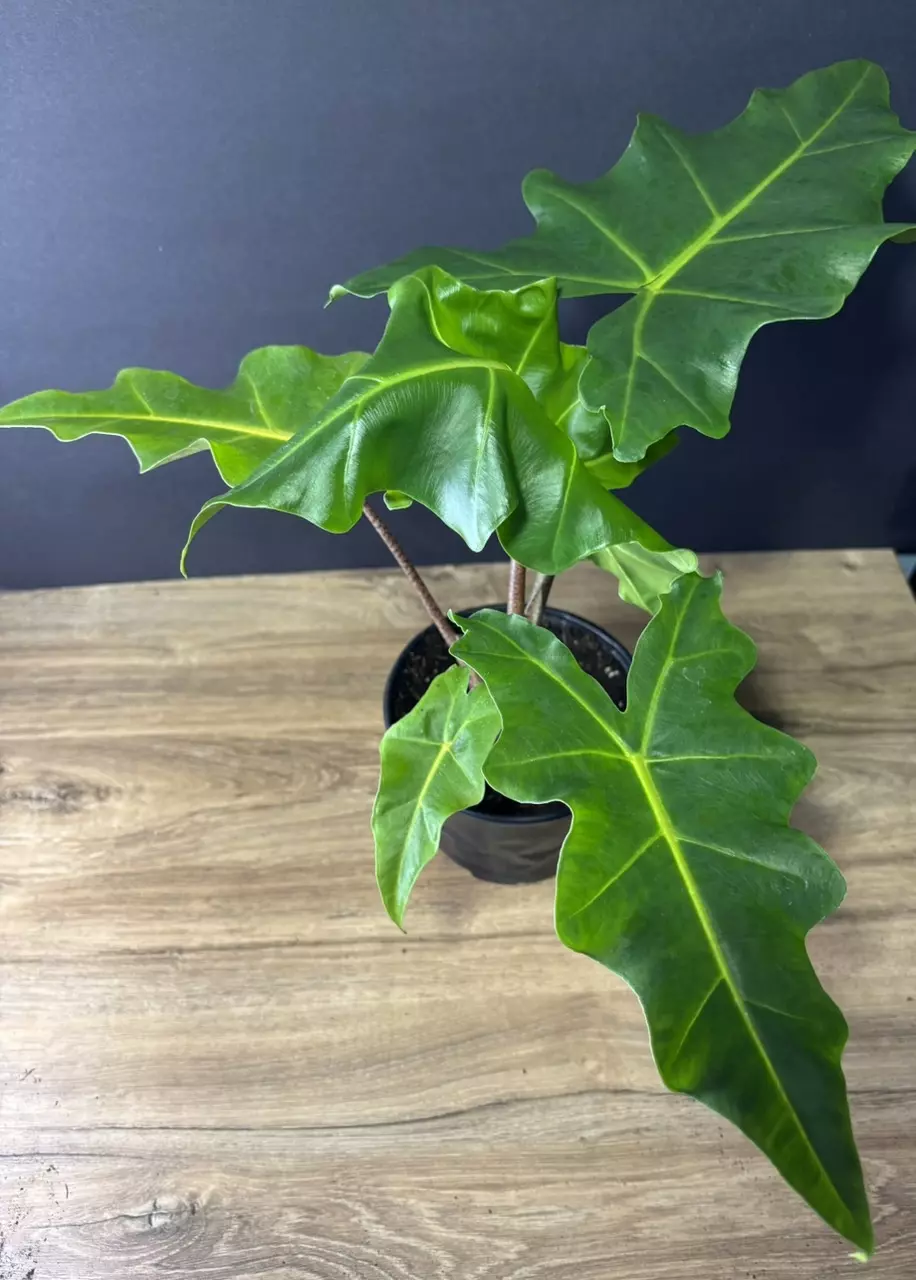 plant/Alocasia Golden Dragon 6” 2096-2
