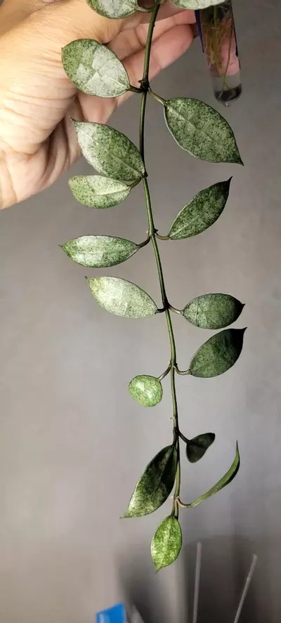 plant/Hoya Lacunosa 'White Pearl' *Rooted-2-thumbnail