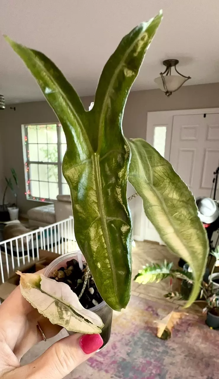 plant/Albo Borneo SP Narrow form-0