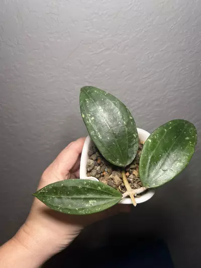 plant/Hoya rangsan splash-0-thumbnail