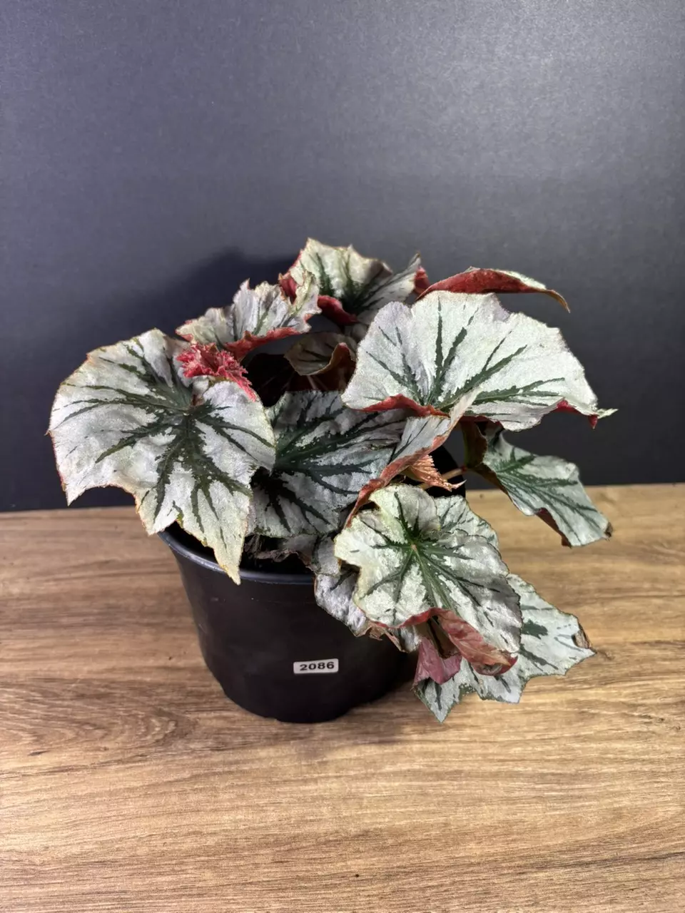 plant/Begonia Looking Glass 6”  2086-2