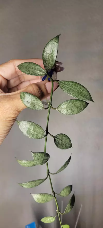 plant/Hoya Lacunosa 'White Pearl' *Rooted-1-thumbnail