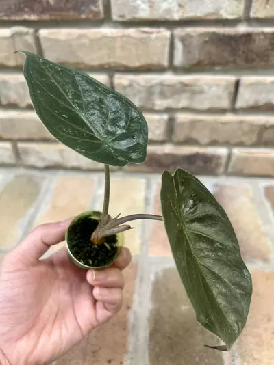 plant/Alocasia Wentii Pink/Silver Splash-2-thumbnail