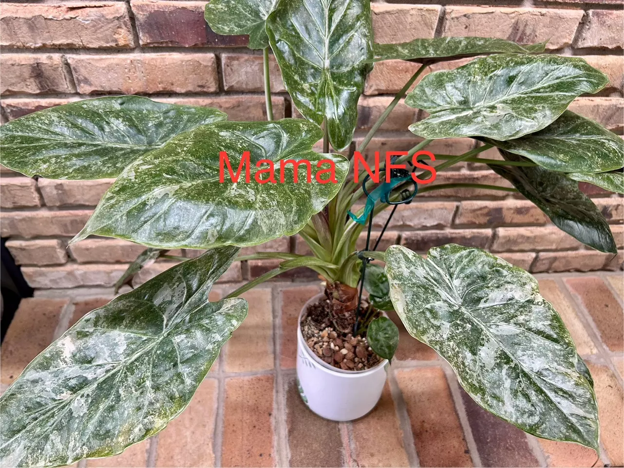 plant/Alocasia Wentii Pink/Silver Splash-3