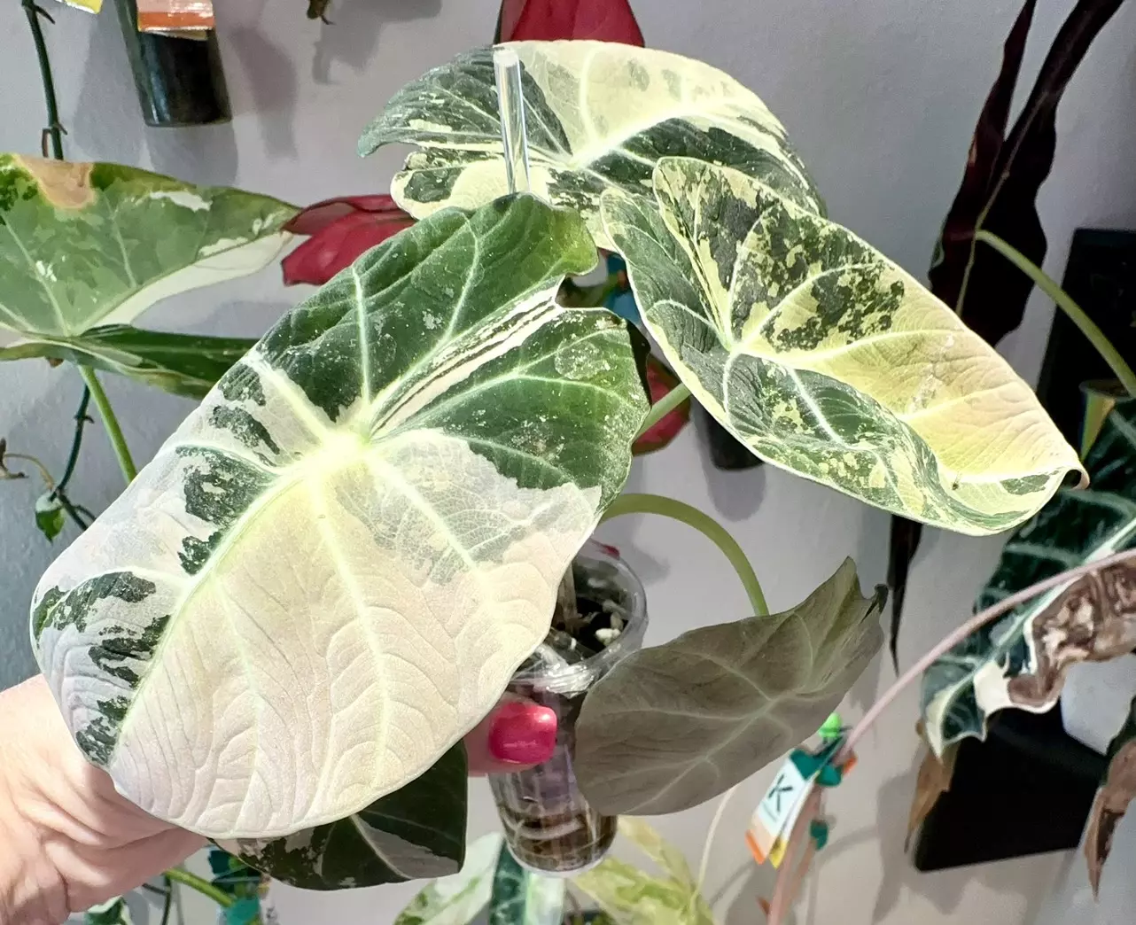 plant/PINK Black Velvet-0