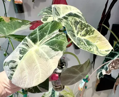 plant/PINK Black Velvet-0-thumbnail