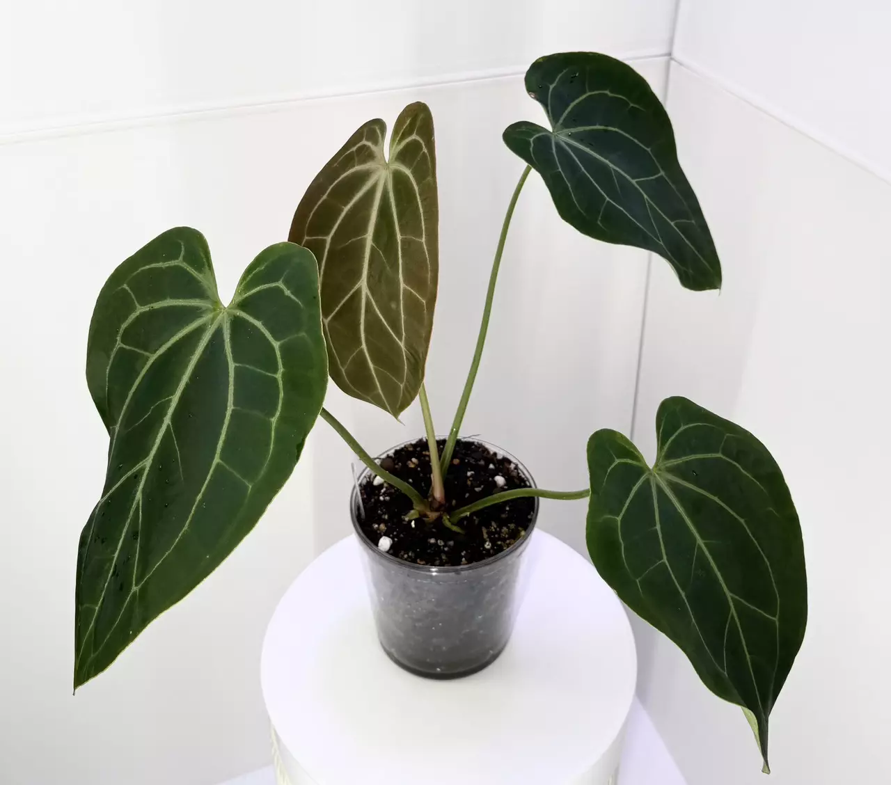 plant/XL Anthurium Besseae Aff. x Blue Velvet from Wildroots Ambient Acclimated-1