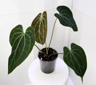 plant/XL Anthurium Besseae Aff. x Blue Velvet from Wildroots Ambient Acclimated-1-thumbnail