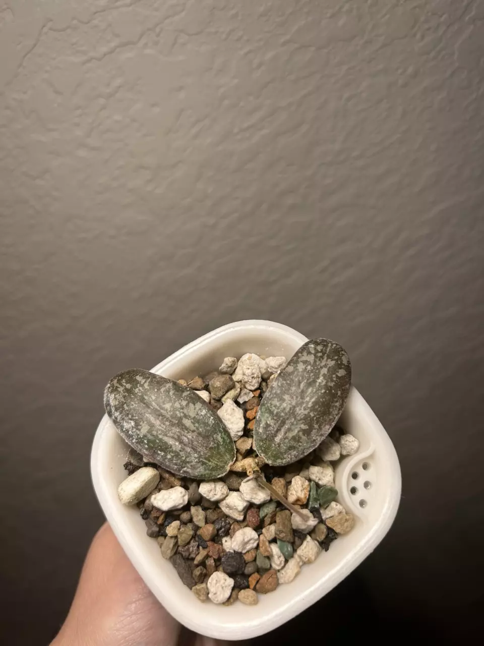 plant/Hoya Sigillatis round form-1