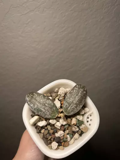 plant/Hoya Sigillatis round form-1-thumbnail