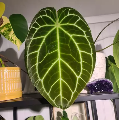 plant/Crystallinum round x long-1-thumbnail