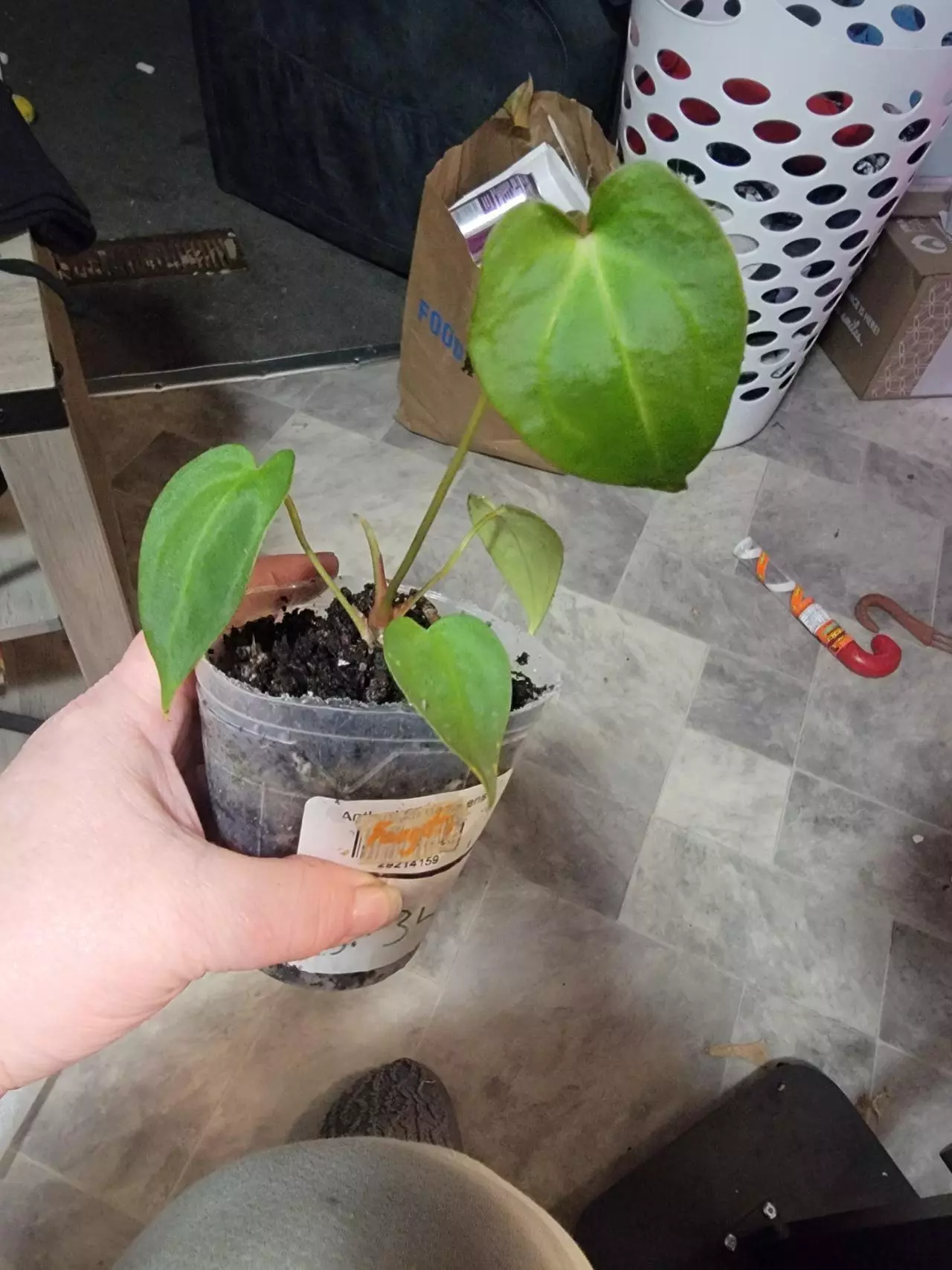 plant/Anthurium Forgetii-0