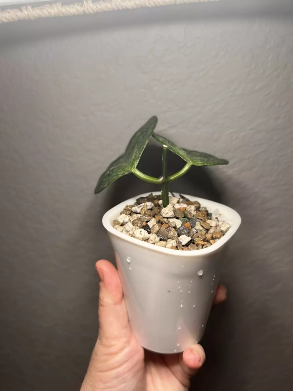 plant/Hoya Coriacea Silver-3