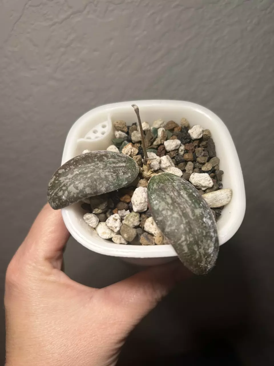 plant/Hoya Sigillatis round form-0