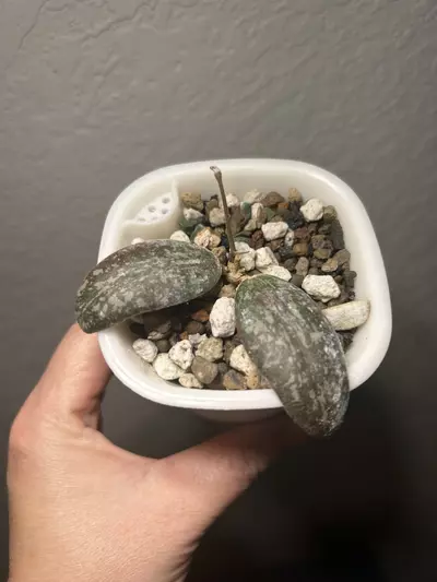 plant/Hoya Sigillatis round form-0-thumbnail