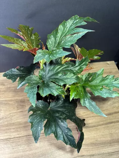 plant/Begonia Sophie Cecile 6”  2092-2-thumbnail