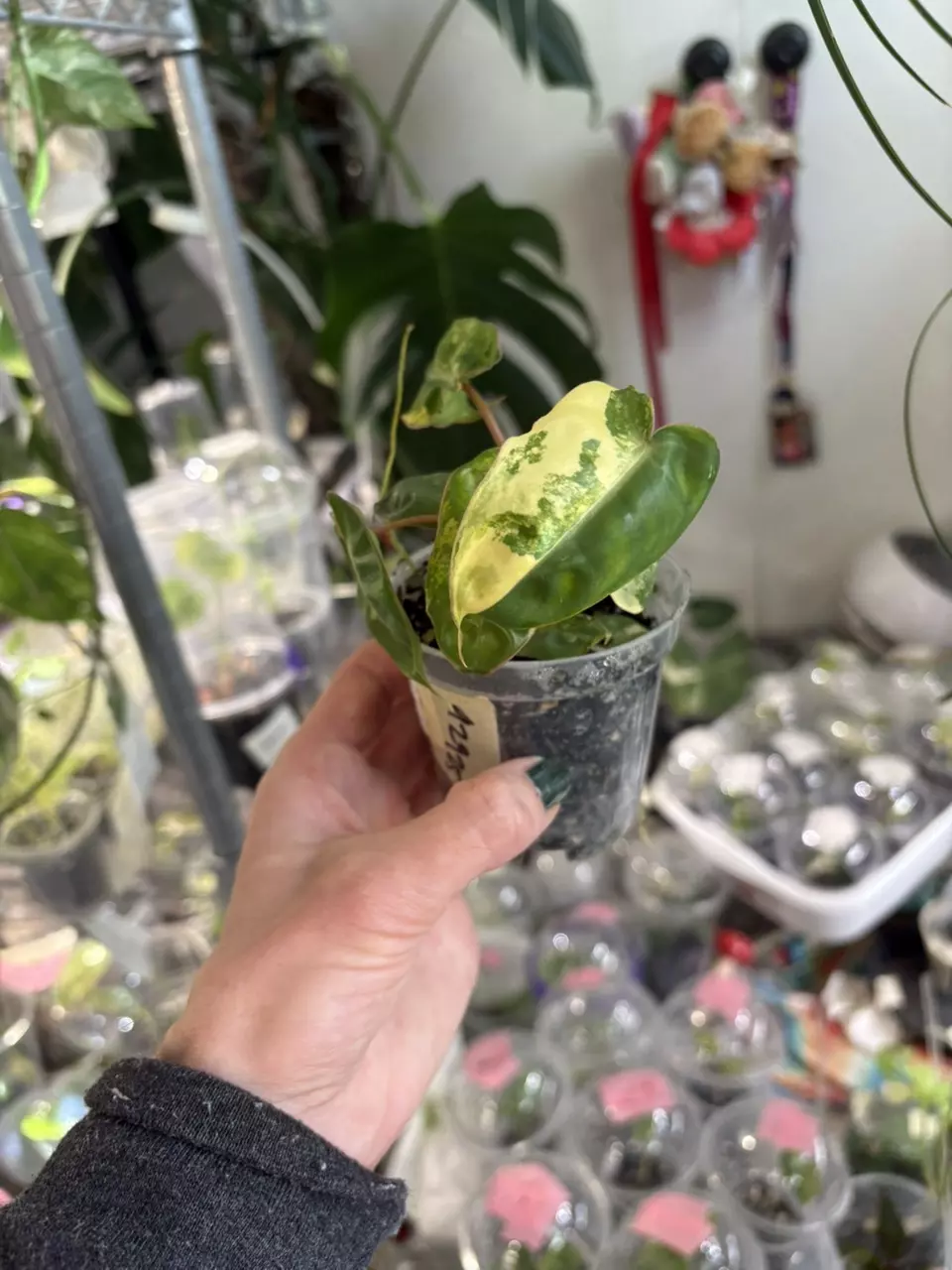 plant/Robin’s Variegated Billie 🥰🥰🥰-1