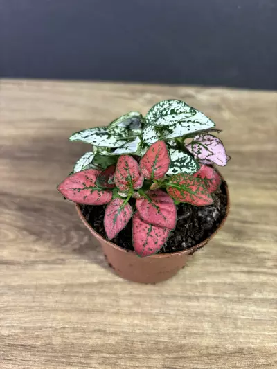 plant/Hypoestes Phyllostachya Polka Dot / Splash 3 - grower’s choice-0-thumbnail