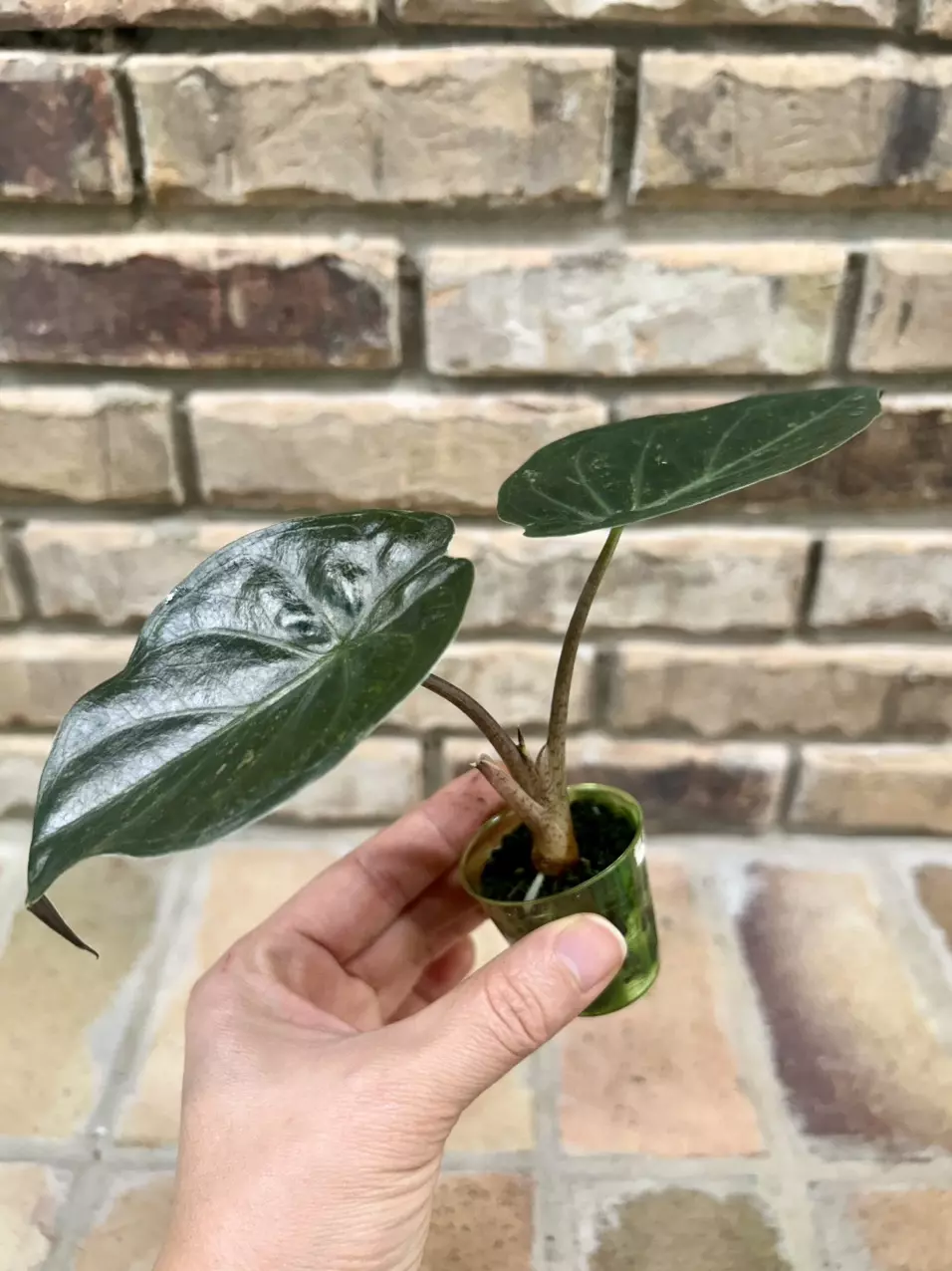 plant/Alocasia Wentii Pink/Silver Splash-1