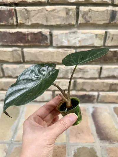 plant/Alocasia Wentii Pink/Silver Splash-1-thumbnail