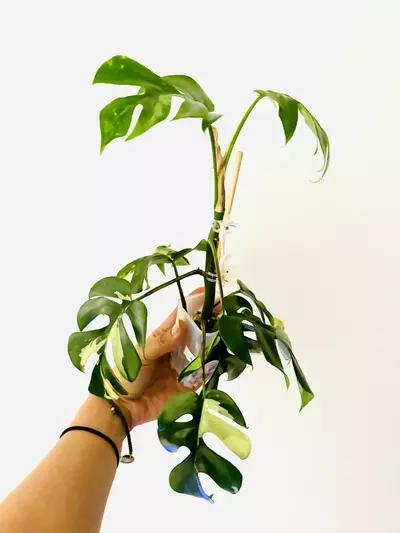 plant/Rhaphidophora tetrasperma variegata-5-thumbnail