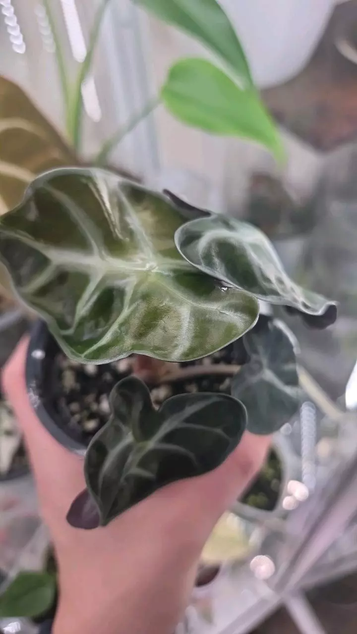 plant/Alocasia Pink Balloon Heart-1