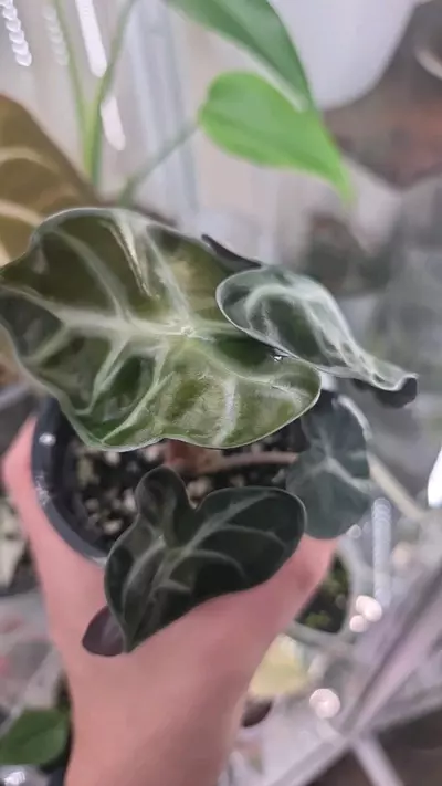 plant/Alocasia Pink Balloon Heart-1-thumbnail