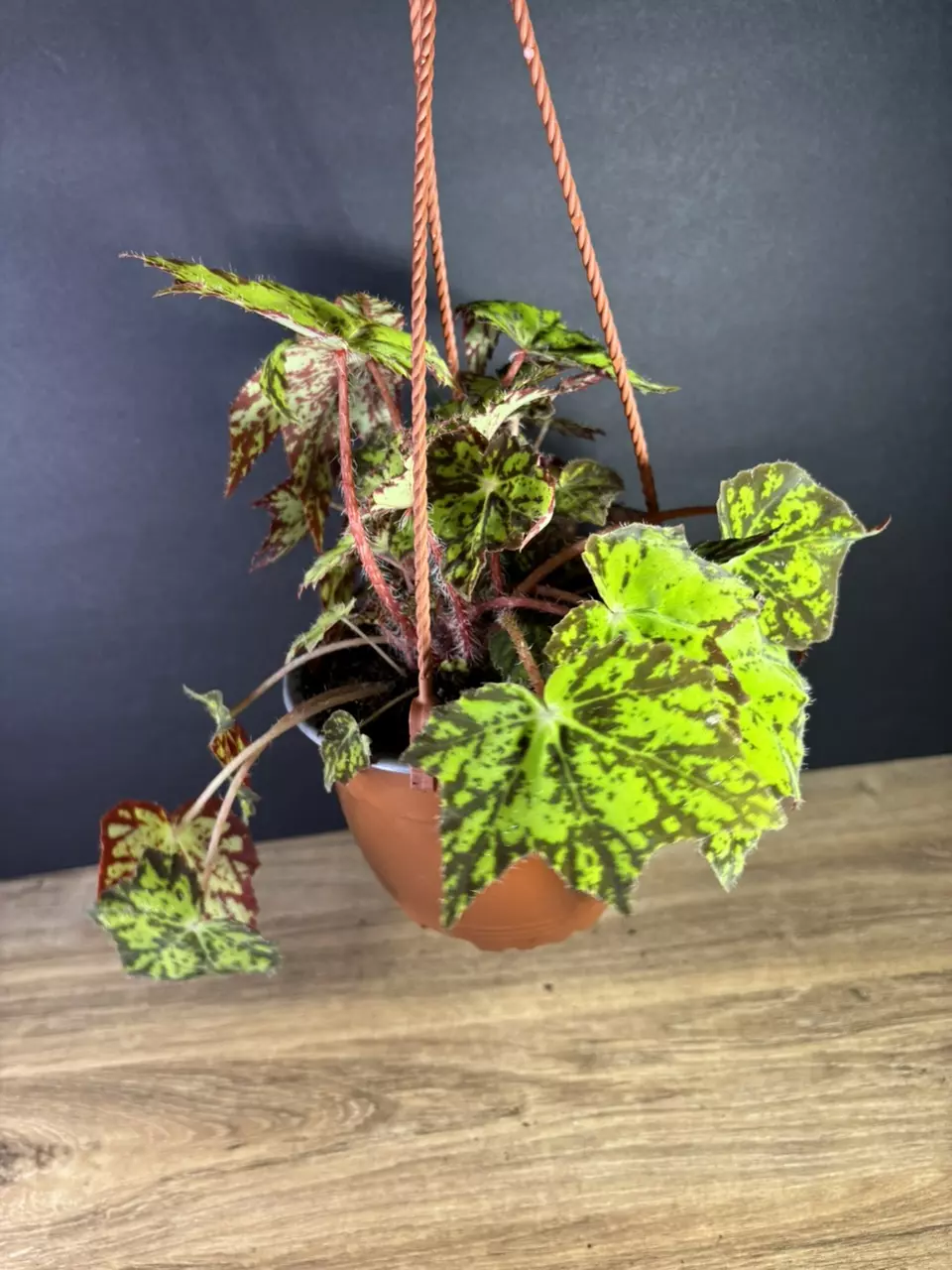 plant/Begonia Geometry 6” HB 2100-2