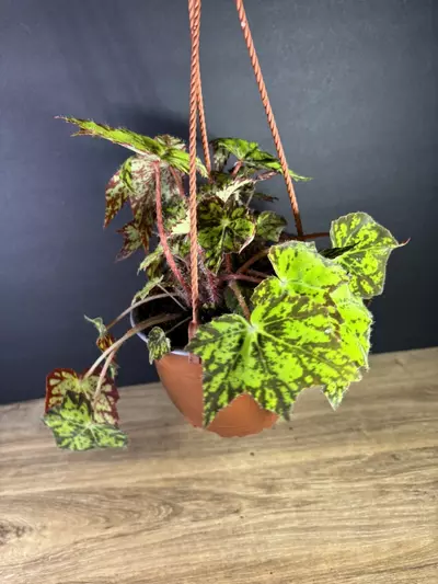 plant/Begonia Geometry 6” HB 2100-2-thumbnail