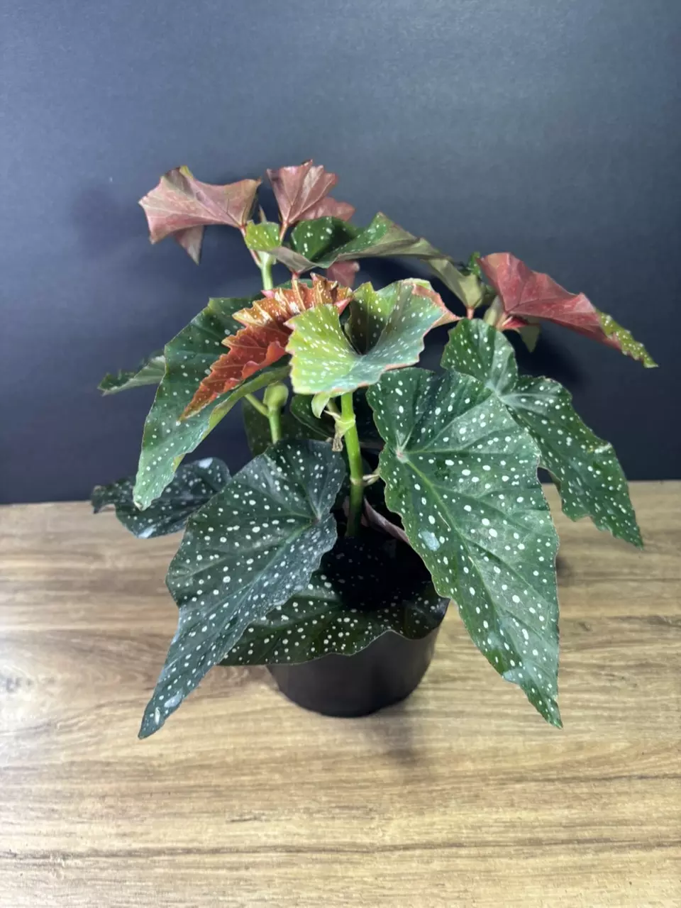 plant/Begonia Rain Dance 6” 2090-1
