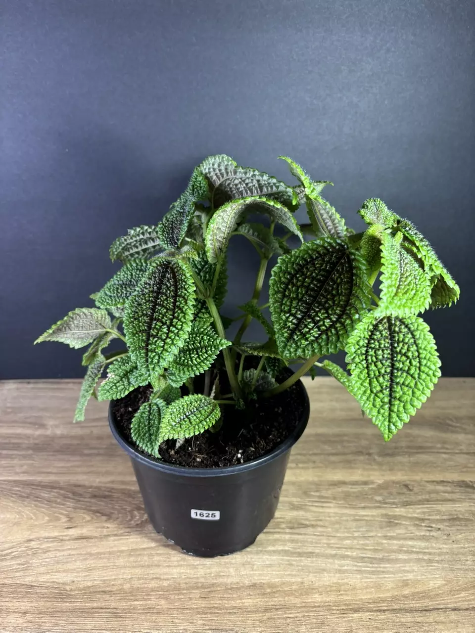 plant/Pilea Mollis ‘Moon Valley” 6” 1625-1