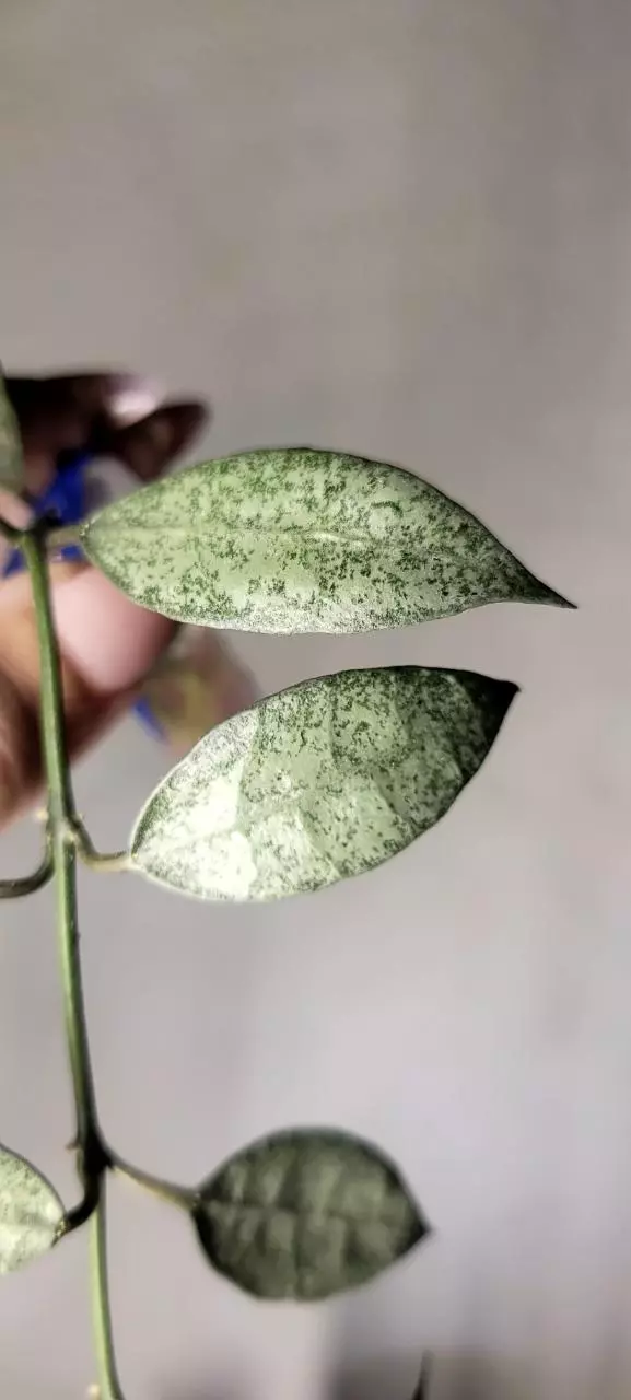 plant/Hoya Lacunosa 'White Pearl' *Rooted-3
