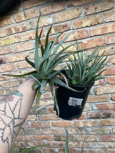 plant/Aloe ‘Blue Elf’ 1 Gallon-0-thumbnail
