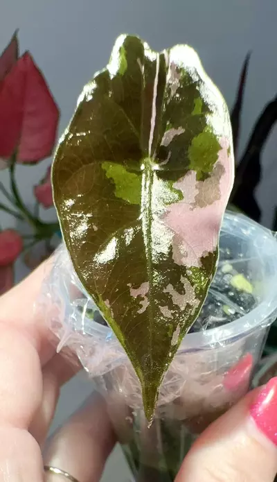 plant/PINK Chantrieri-0-thumbnail