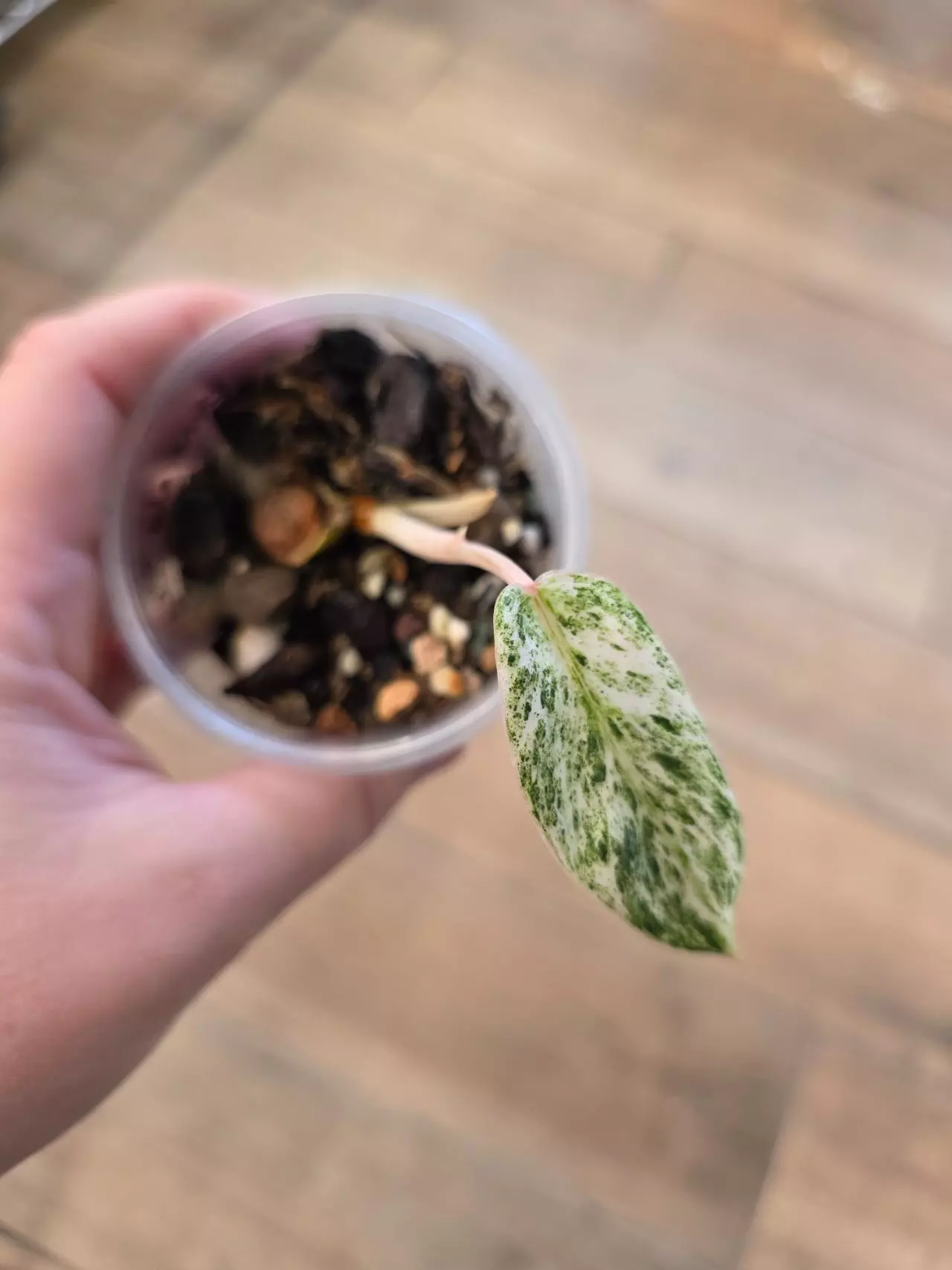 plant/Philodendron Emerald Ice-2