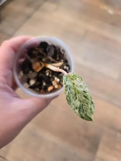 plant/Philodendron Emerald Ice-2-thumbnail