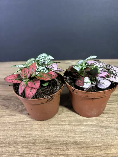 plant/Hypoestes Phyllostachya Polka Dot / Splash 3 - grower’s choice-1-thumbnail