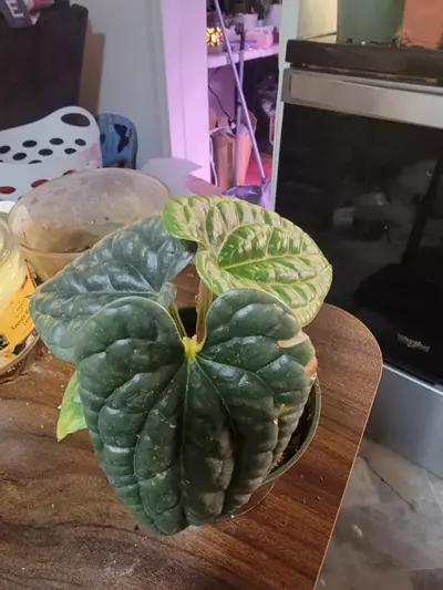 plant/Anthurium Luxurians-2-thumbnail