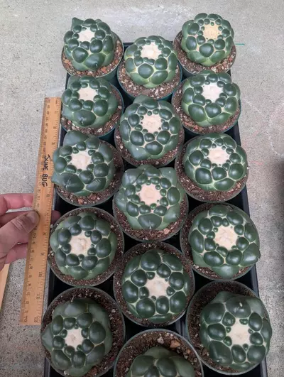 plant/G0. Cory inermis, seed grown with a tap root. Growers choice. 4" pots-1-thumbnail