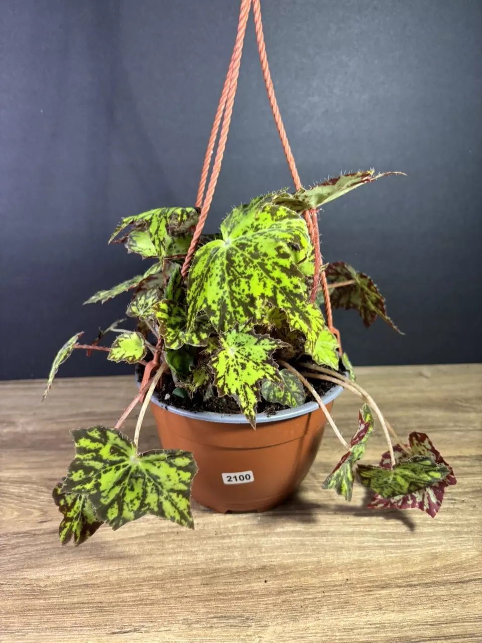 plant/Begonia Geometry 6” HB 2100-0