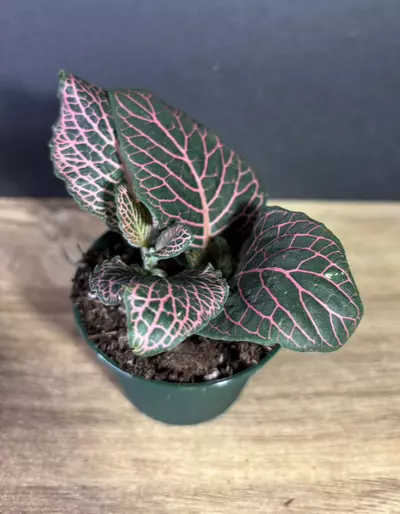 plant/Nerve Plant - Fittonia albivenis 3” Bundle (2pc) - Pink and White-3-thumbnail