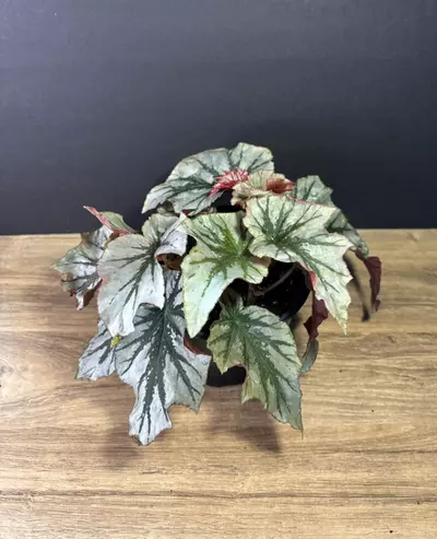plant/Begonia Looking Glass 6”  2086-1-thumbnail