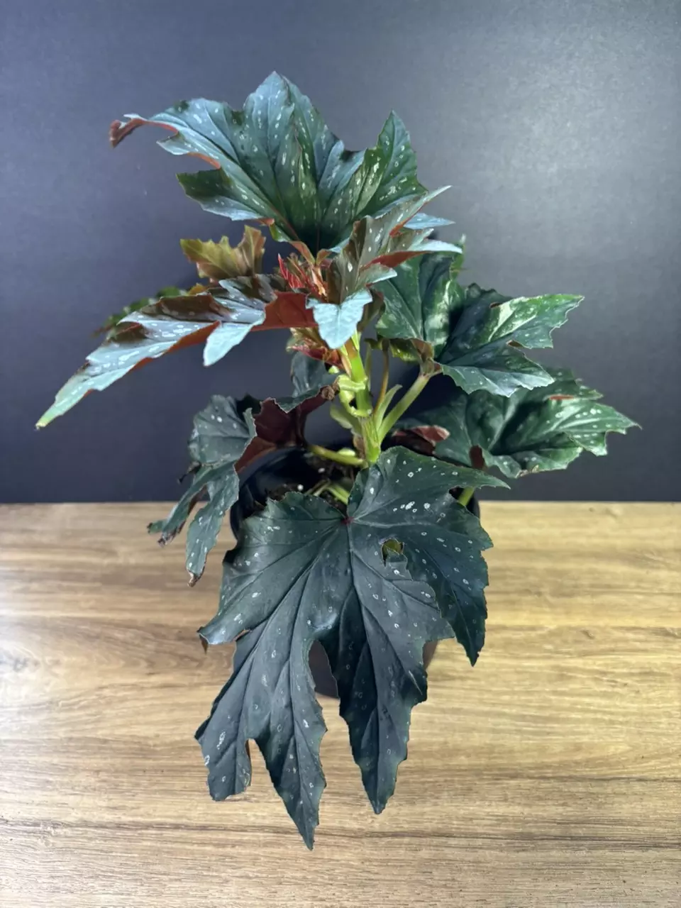 plant/Begonia Sophie Cecile 6”  2092-1