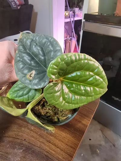 plant/Anthurium Luxurians-0-thumbnail