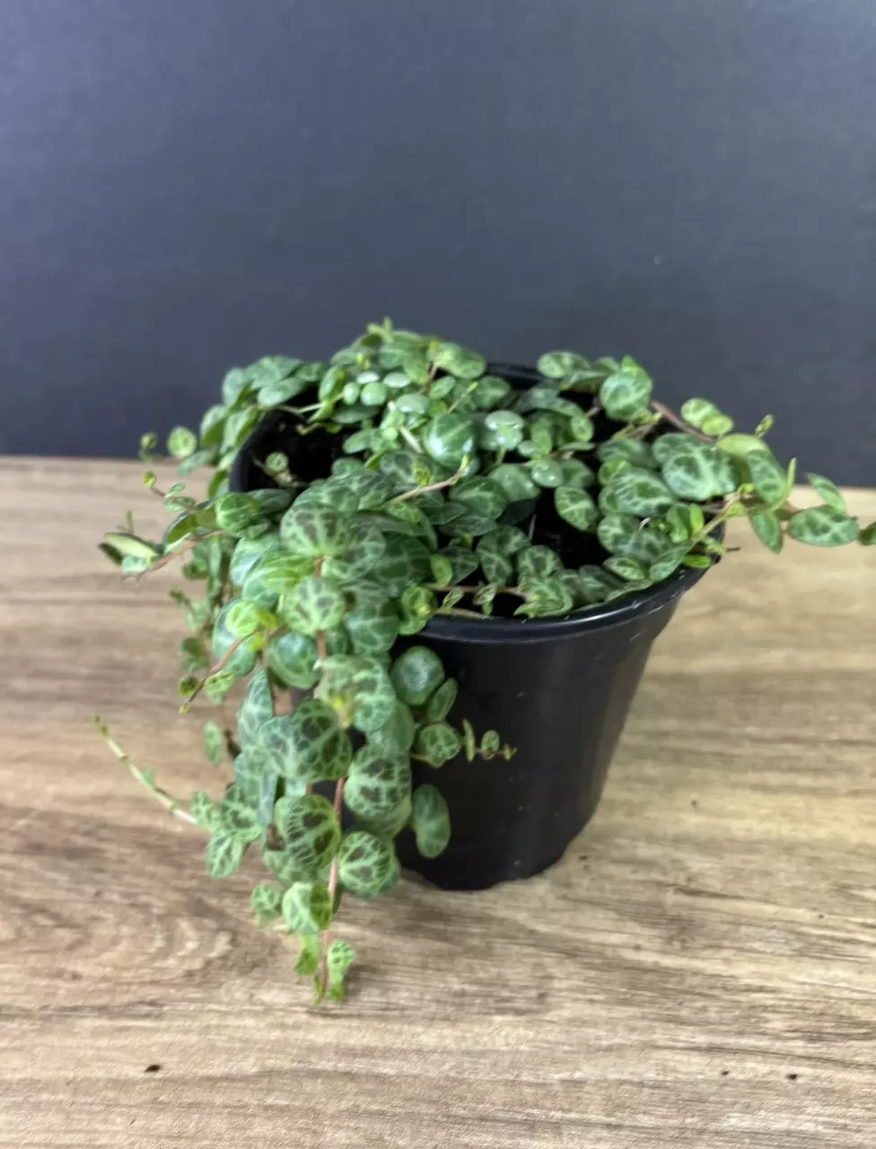 plant/String of Turtles 4”-0